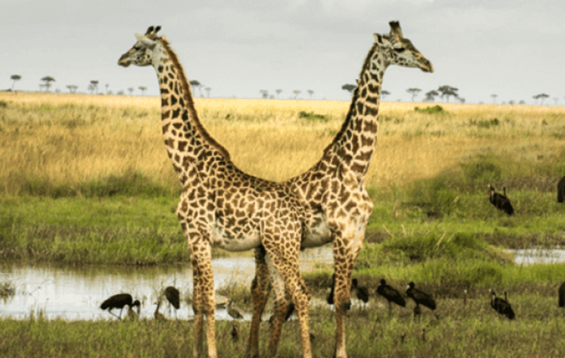 7 Days Safari In Kenya's Famous Parks
