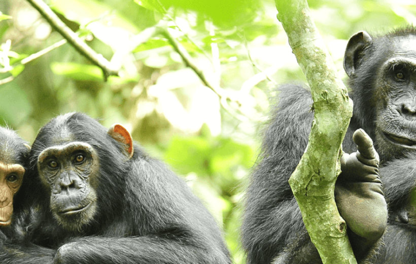 5 Days Kibale Chimpanzee & Gorilla Trekking Safari