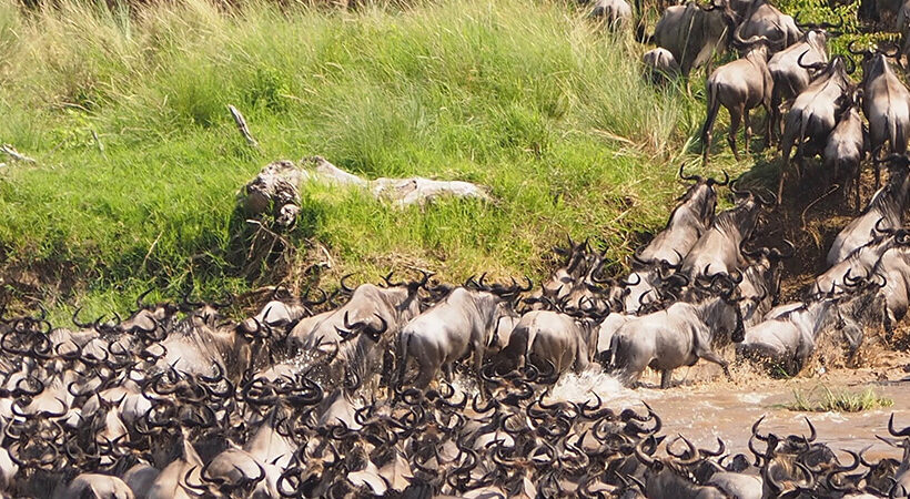 4 Days Lodge Masai Mara Favourite