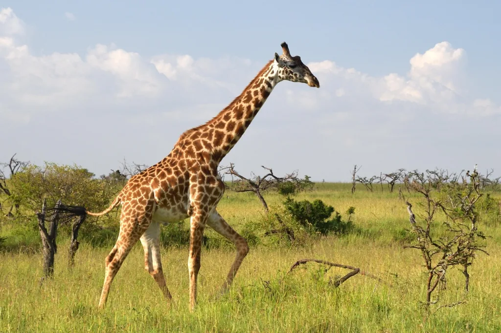 masai giraffe, animal, masai mara, nature, africa, wildlife, mammal, giraffe
