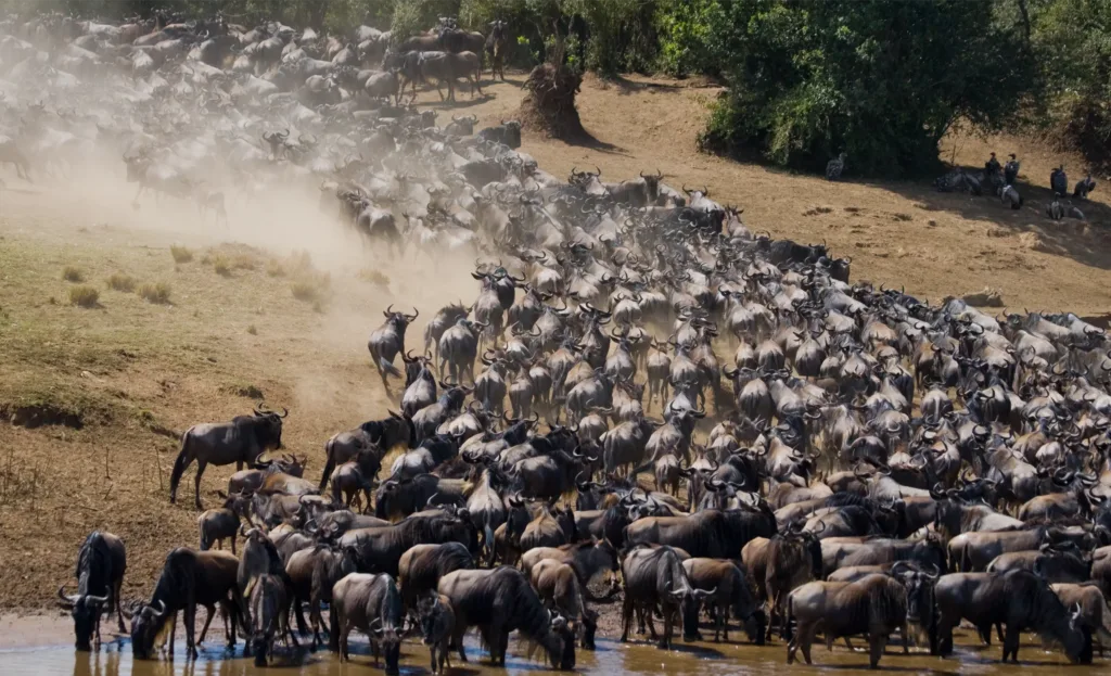 5 Days Lodge Flying Package to the Masai Mara National Reserve