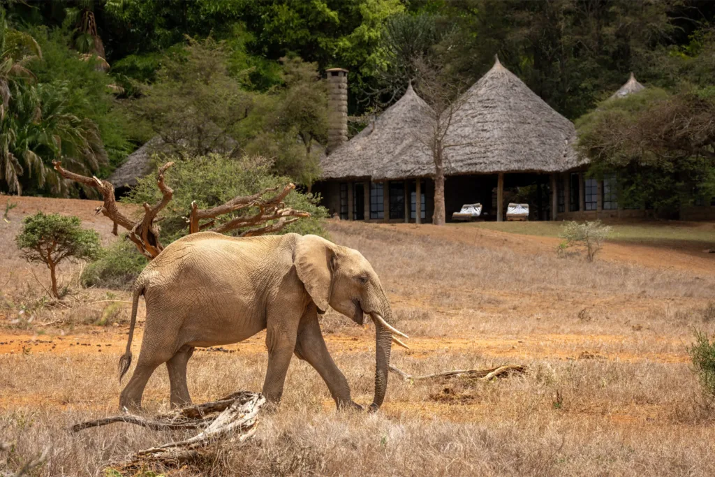 10 Days Family Lodge Favorite Safari