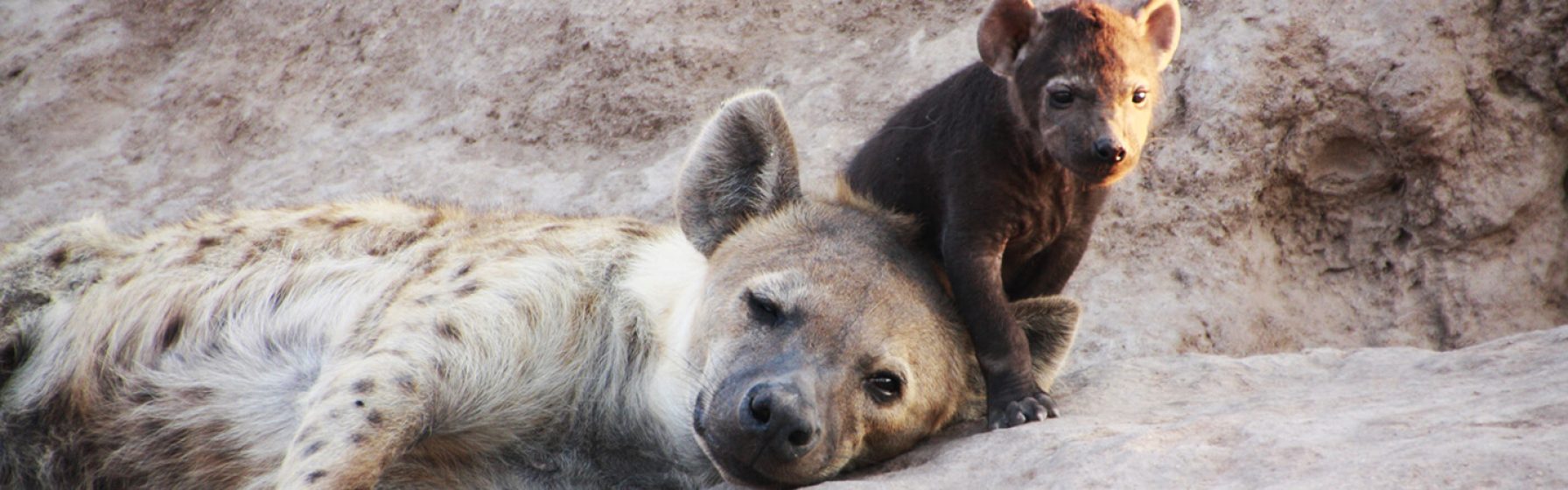 hyena-