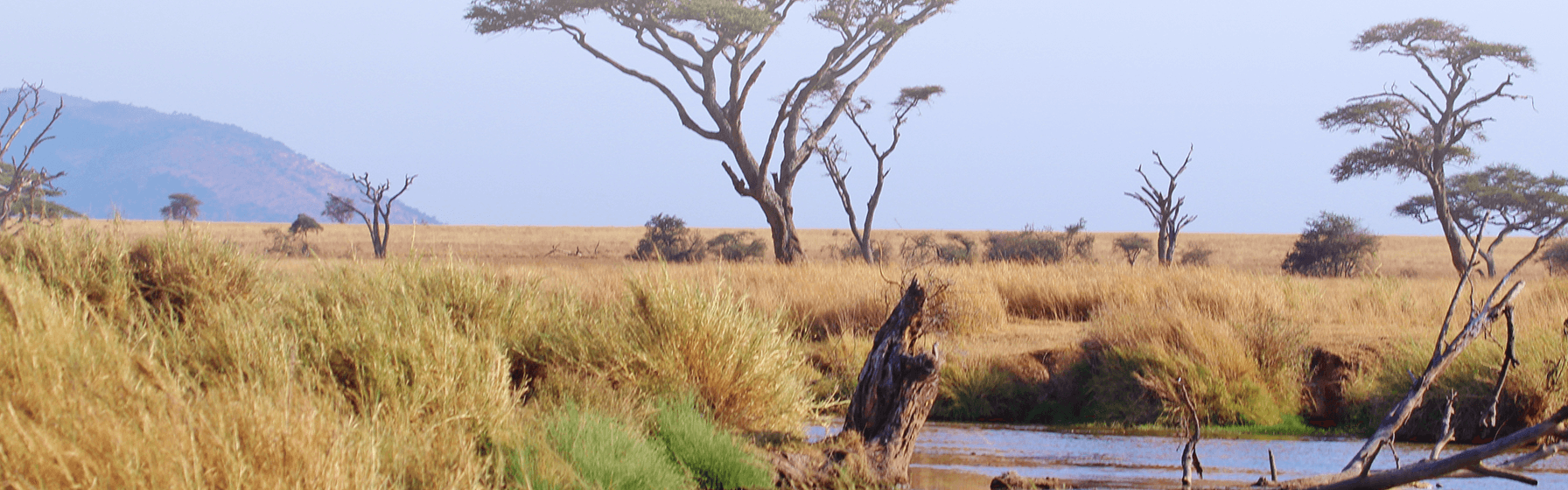 serengeti (1)